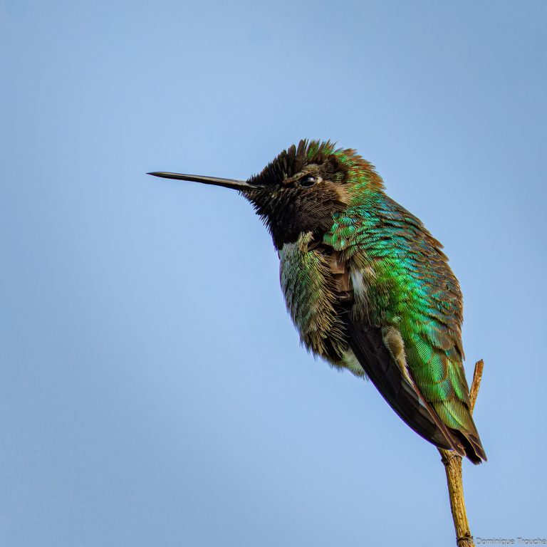 Colibri d'Anna