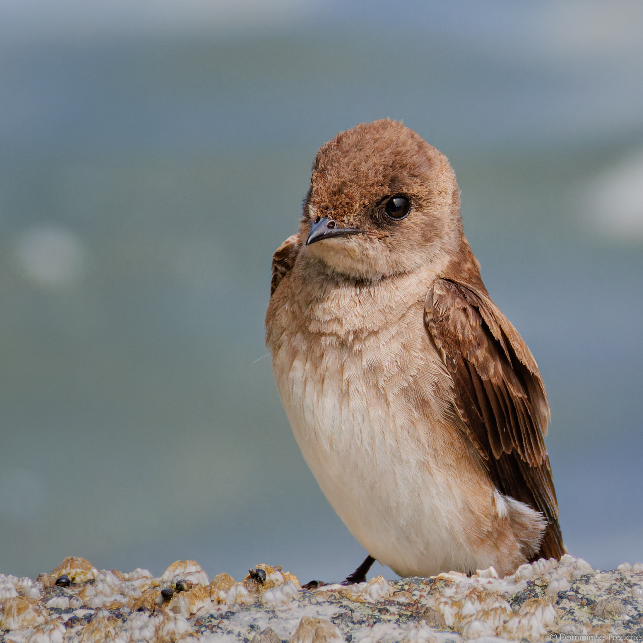 Hirondelle à ailes hérissées
