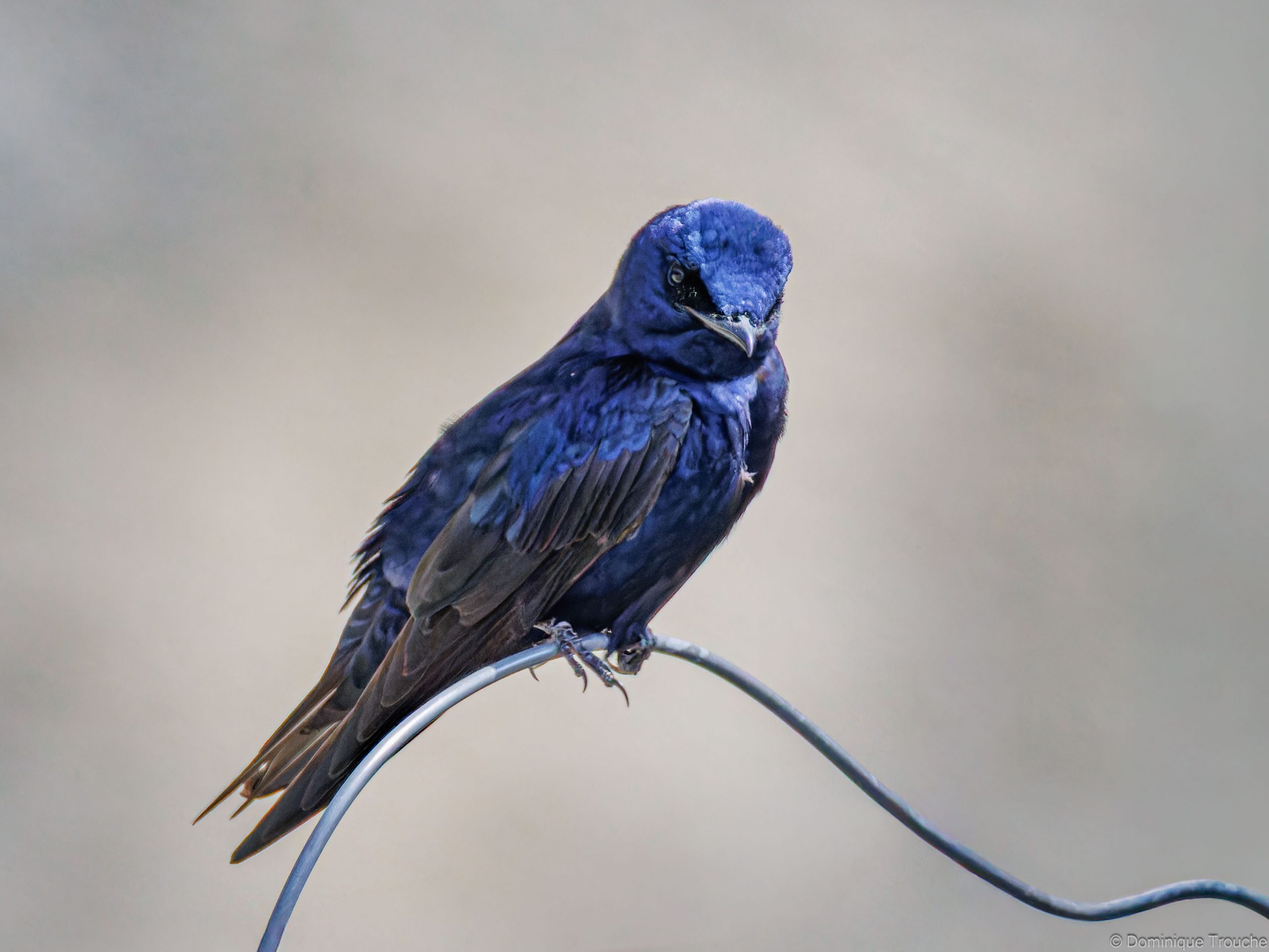 Hirondelle noire