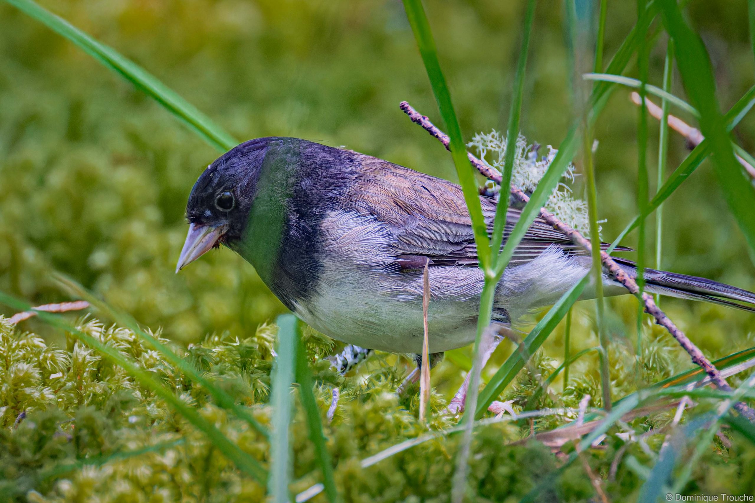Junco ardoisé