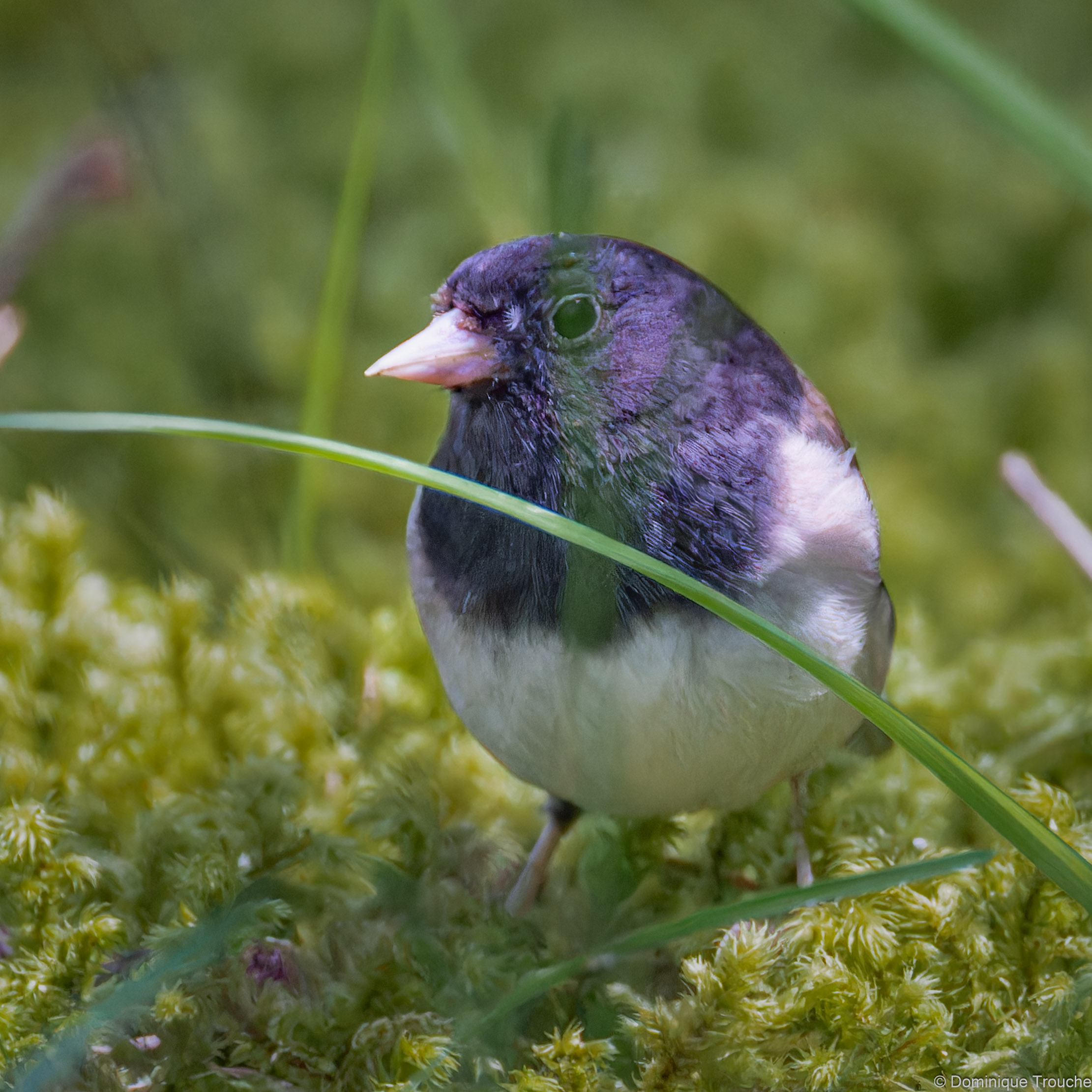 Junco ardoisé