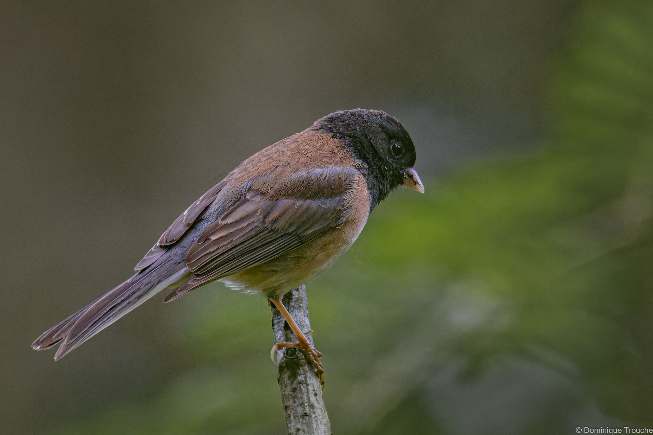 Junco ardoisé