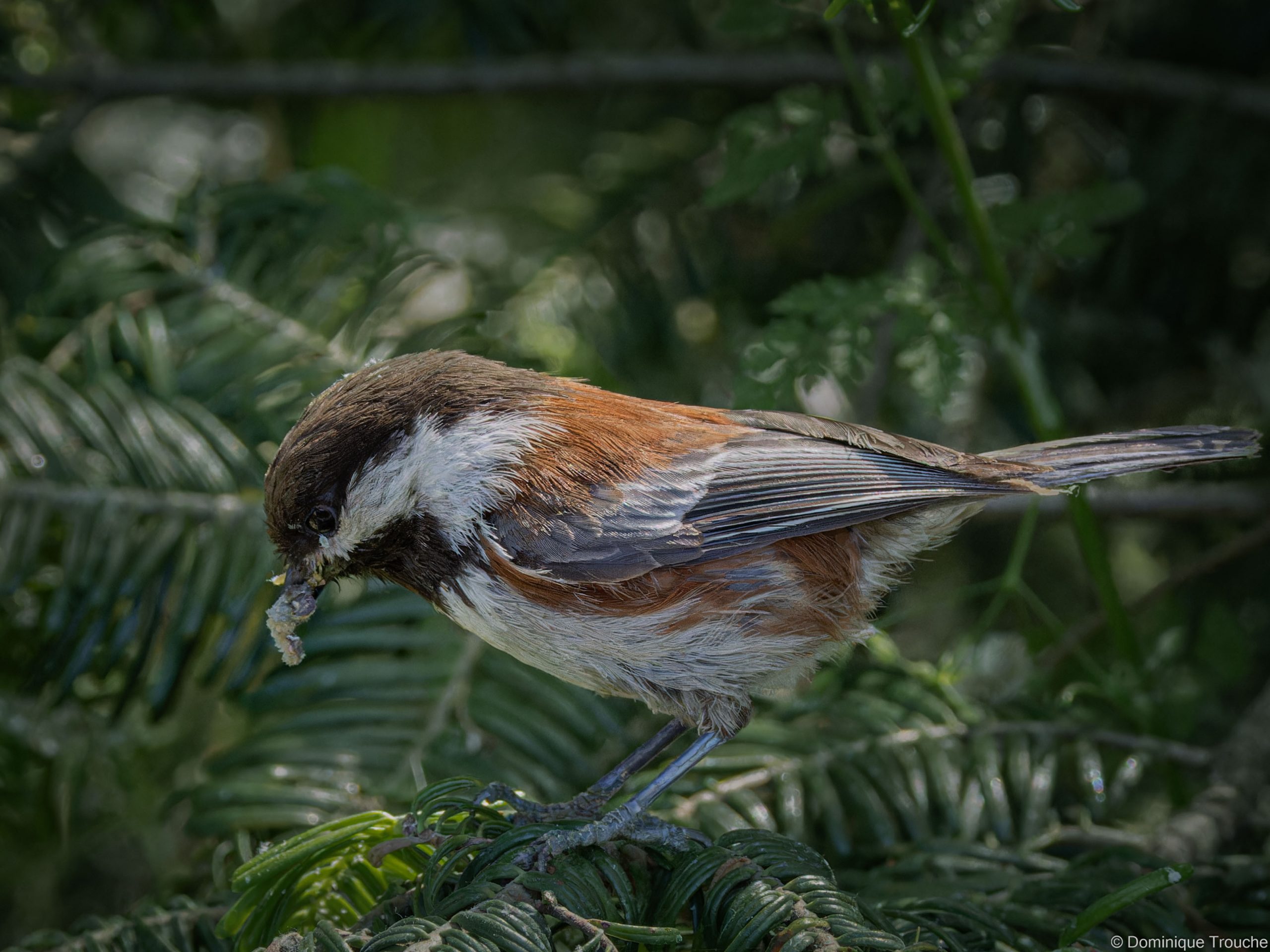 Mésange à dos marron