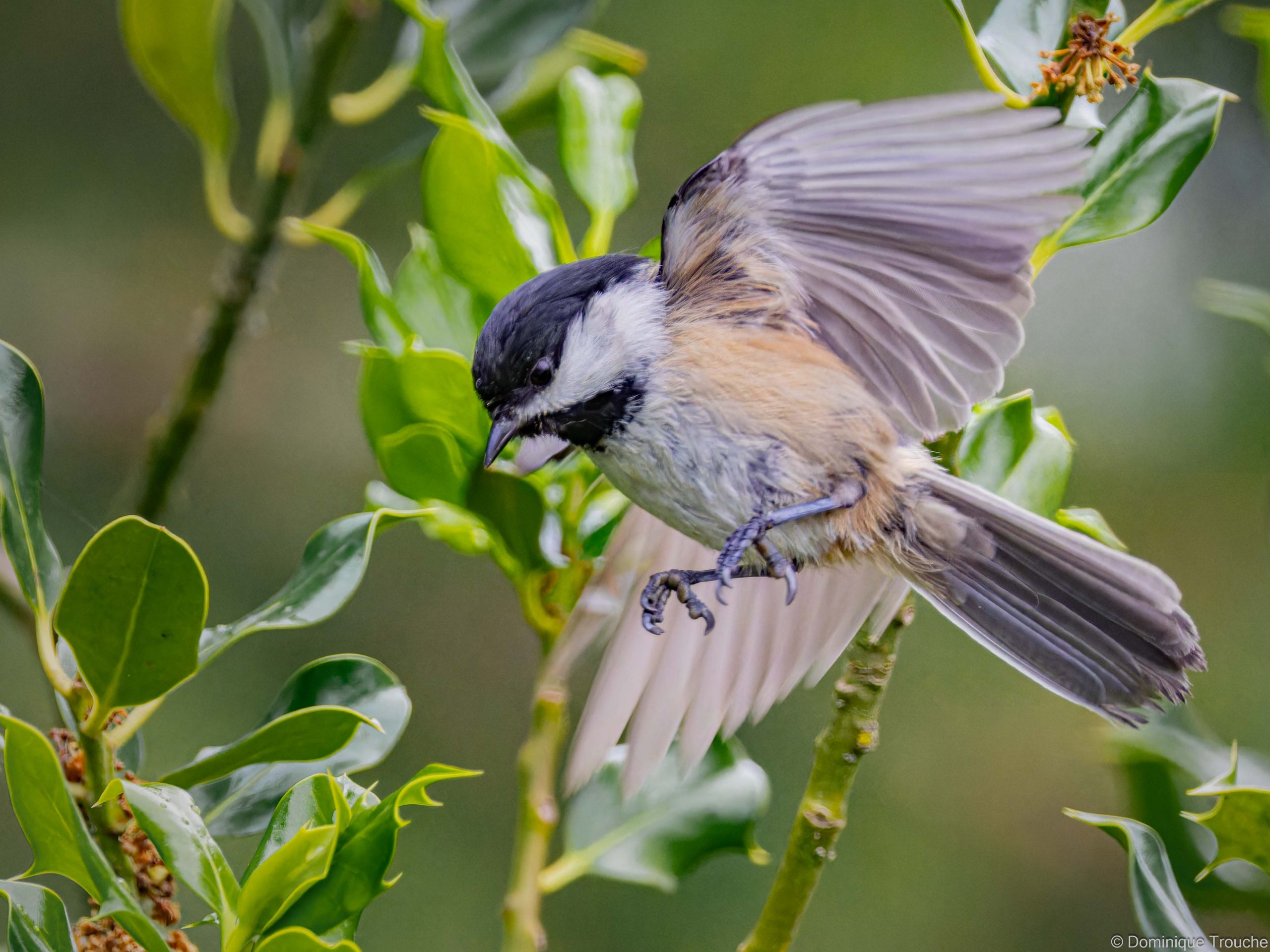 Mésange à tête noire