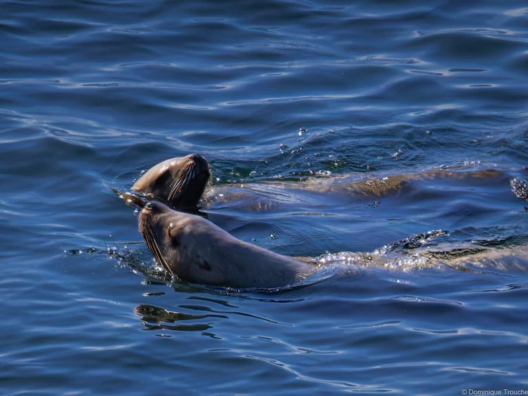 Otaries de Steller