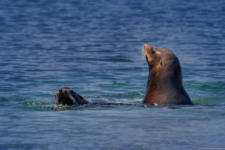 Otaries de Steller