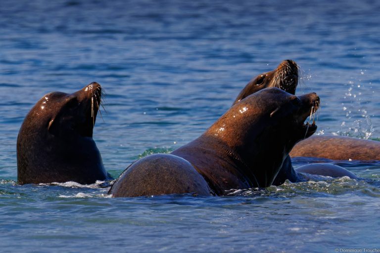 Otaries de Steller