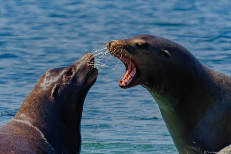 Otaries de Steller