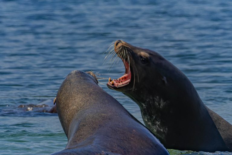Otaries de Steller