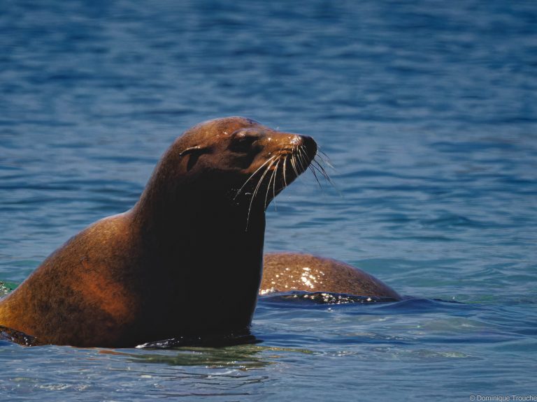 Otaries de Steller