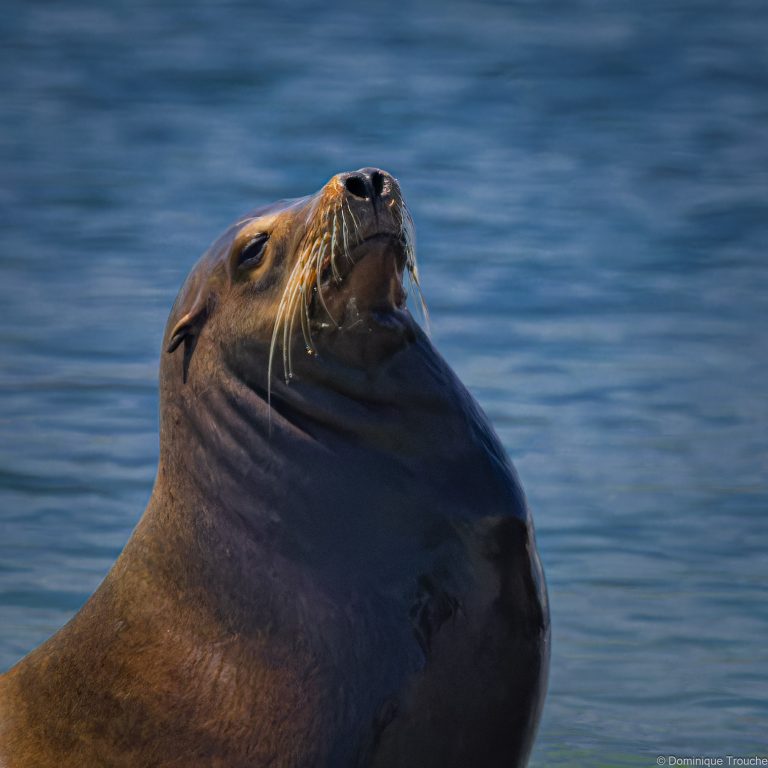 Otaries de Steller