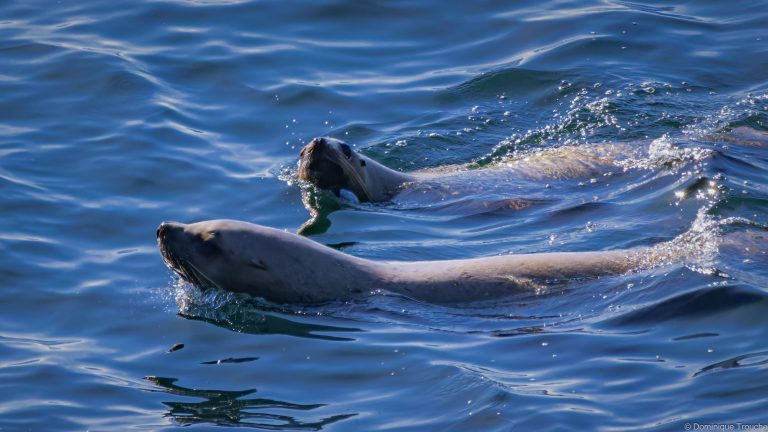 Otaries de Steller