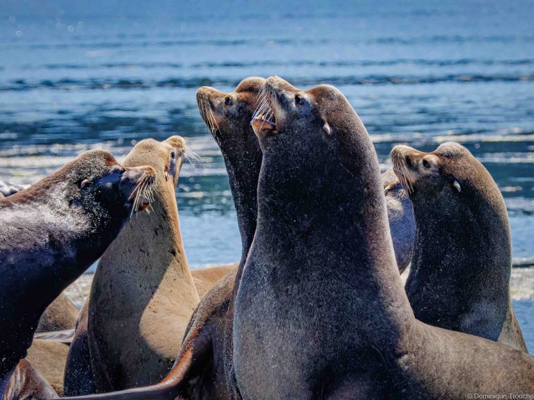 Otaries de Steller