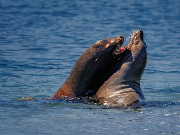 Otaries de Steller