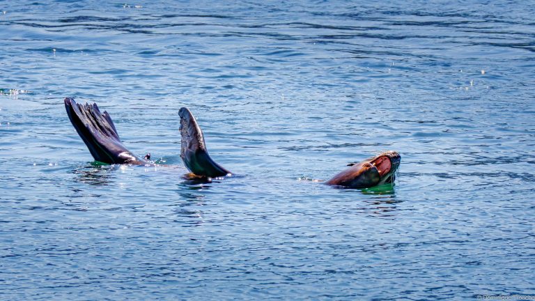 Otaries de Steller
