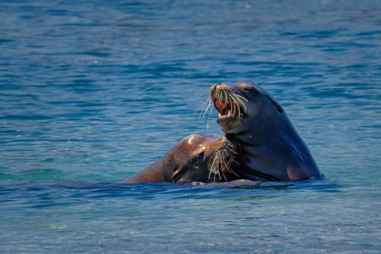 Otaries de Steller