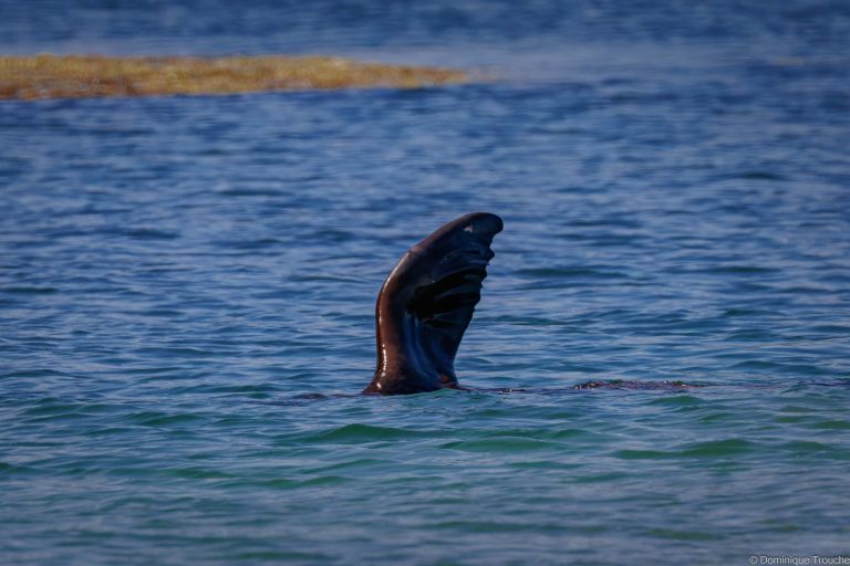 Otaries de Steller