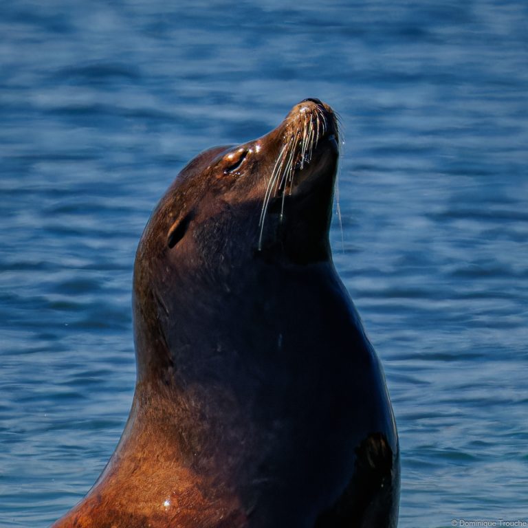 Otaries de Steller