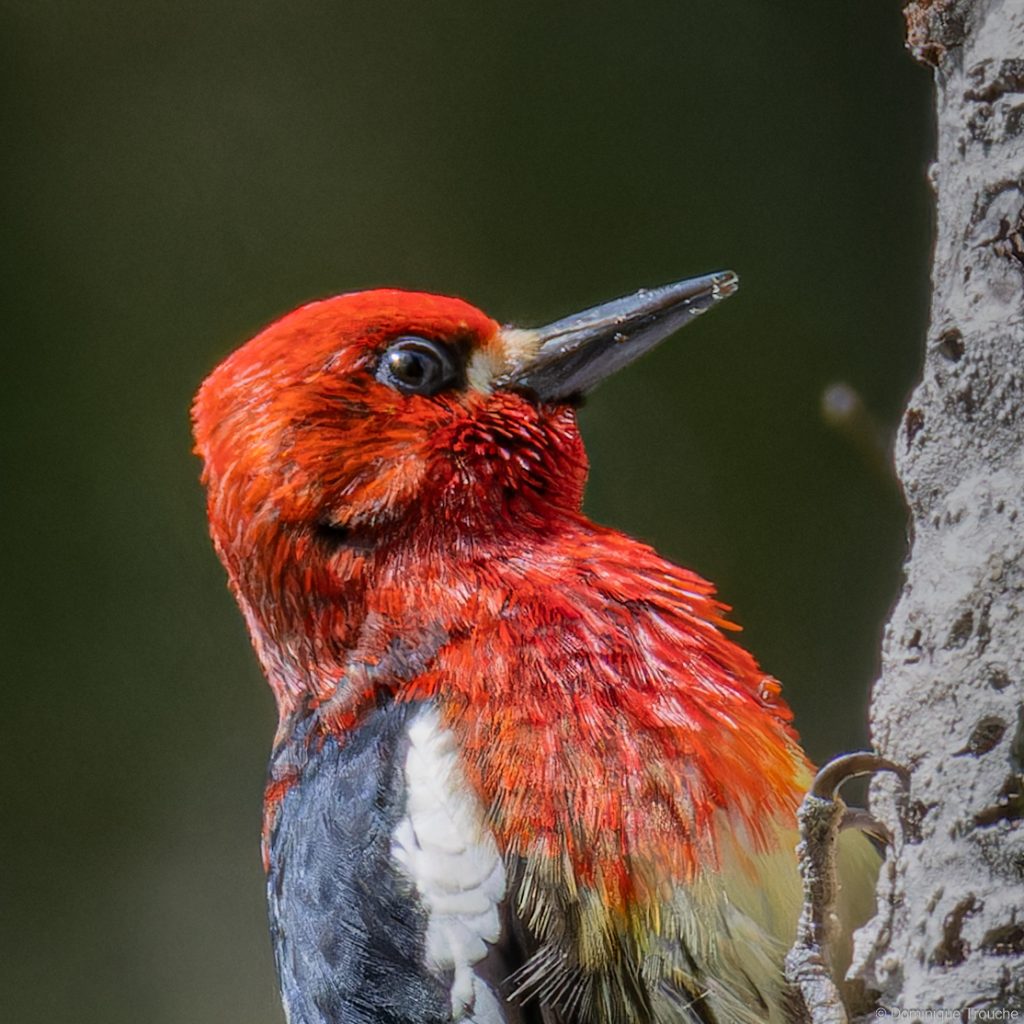 Pic à poitrine rouge