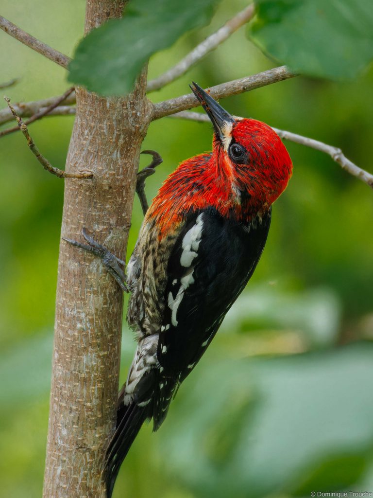 Pic à poitrine rouge