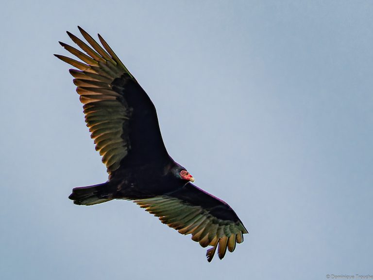 Urubu à tête rouge
