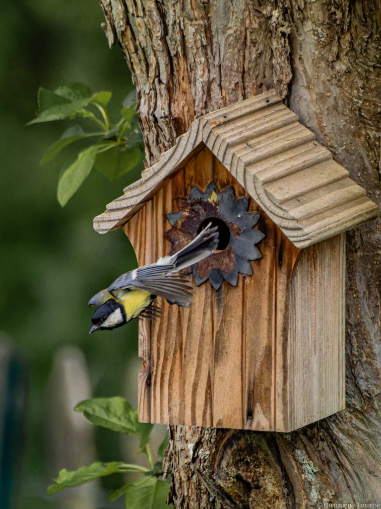 Mésange charbonnière sortant du nichoir
