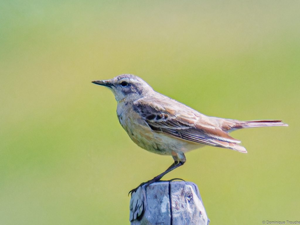Pipit spioncelle