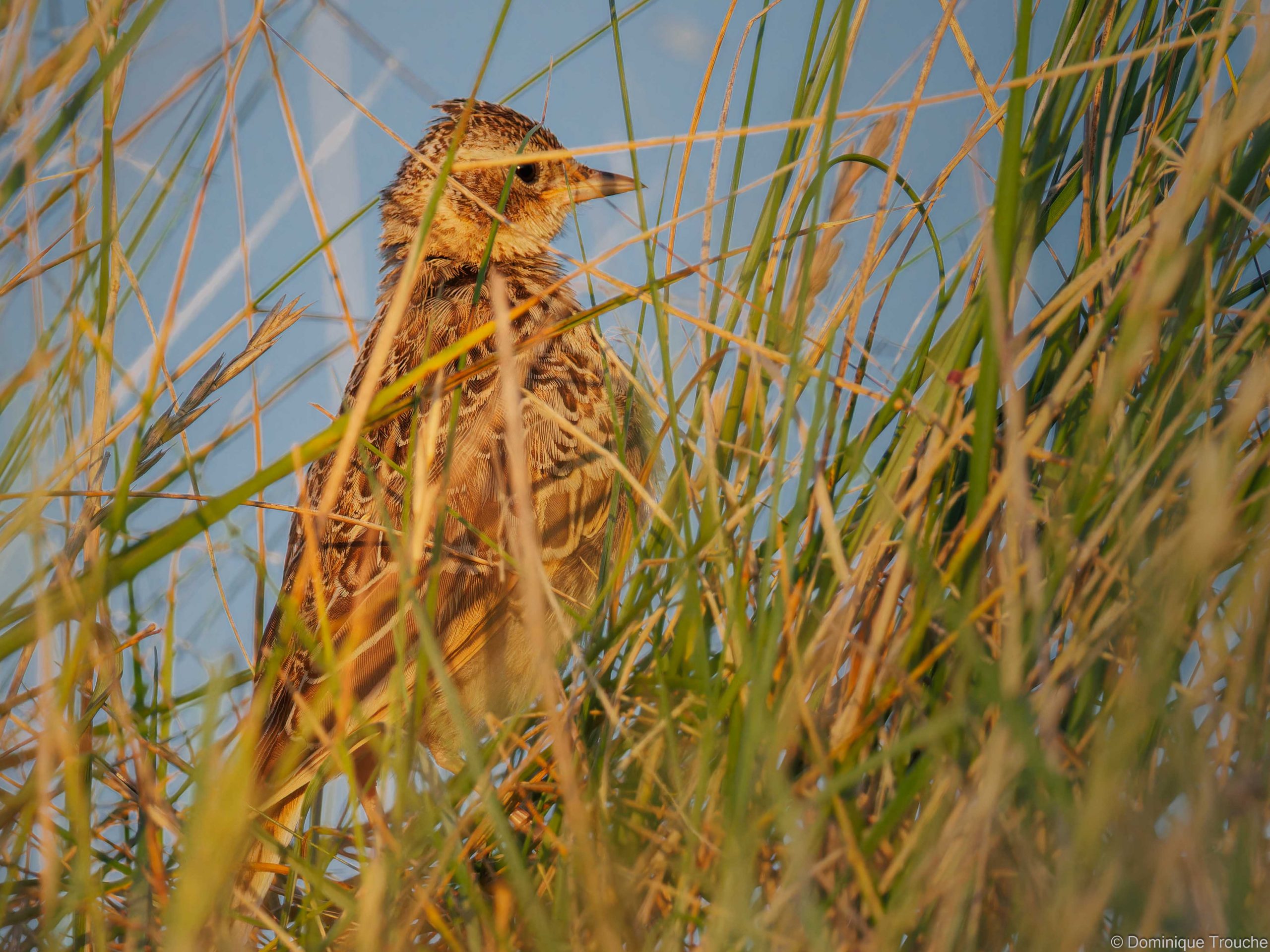 Lire la suite à propos de l’article Oiseaux du littoral : une cohabitation sous pression