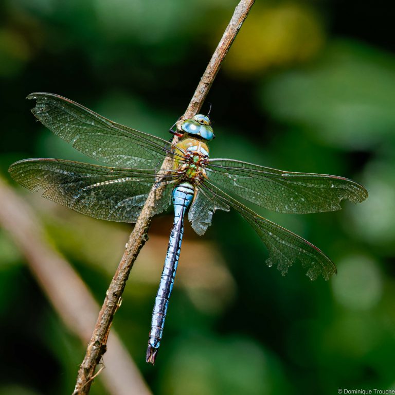 Anax empereur, ailes abimées 