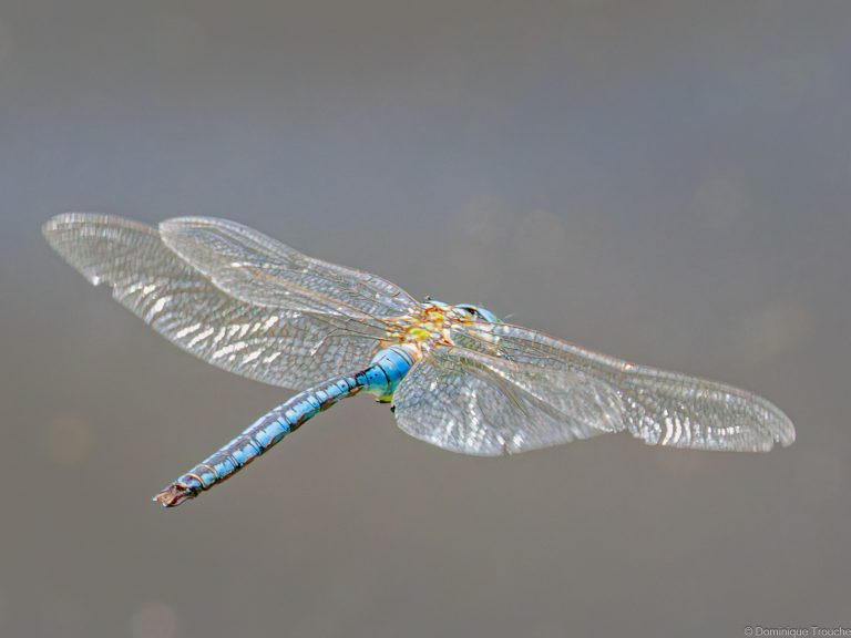 Anax empereur