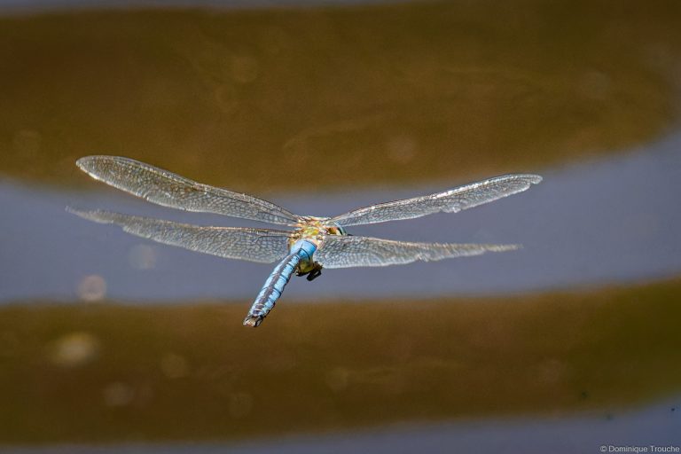 Anax empereur