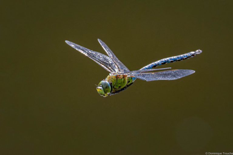 Anax empereur