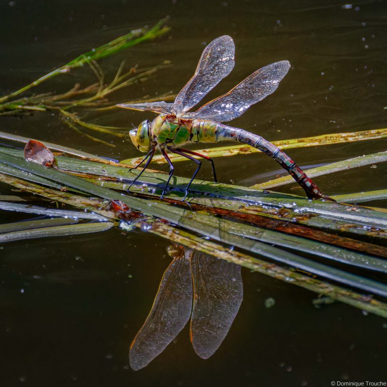 Anax empereur