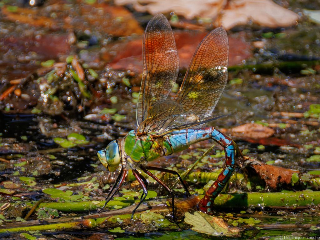 Anax empereur