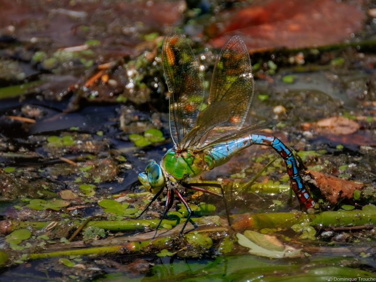 Anax empereur