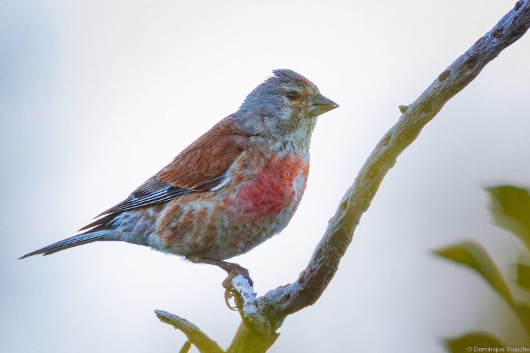 Linotte mélodieuse mâle