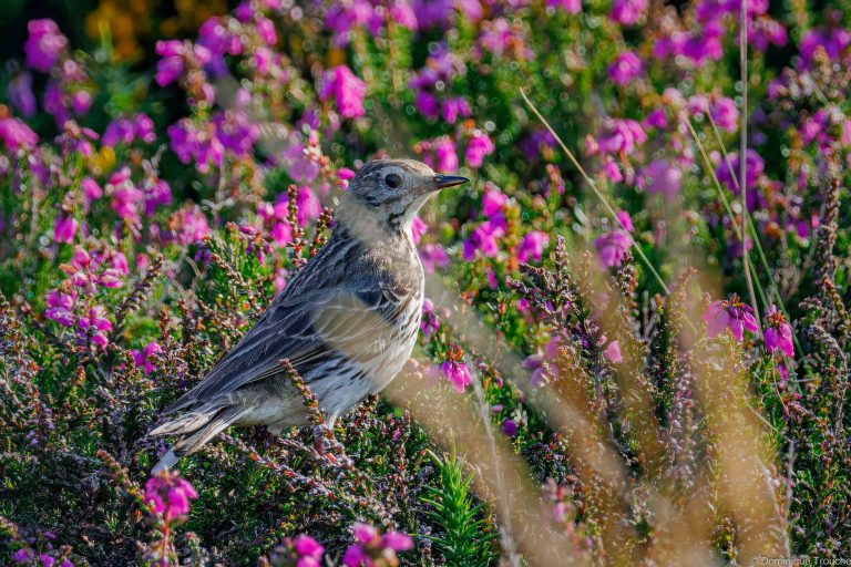 Pipit Farlouse
