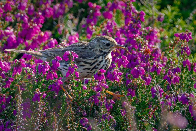Pipit Farlouse