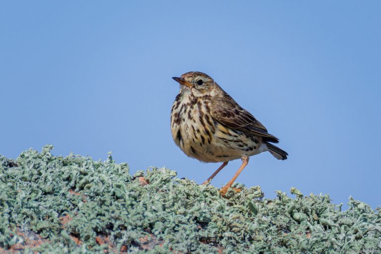 Pipit Farlouse