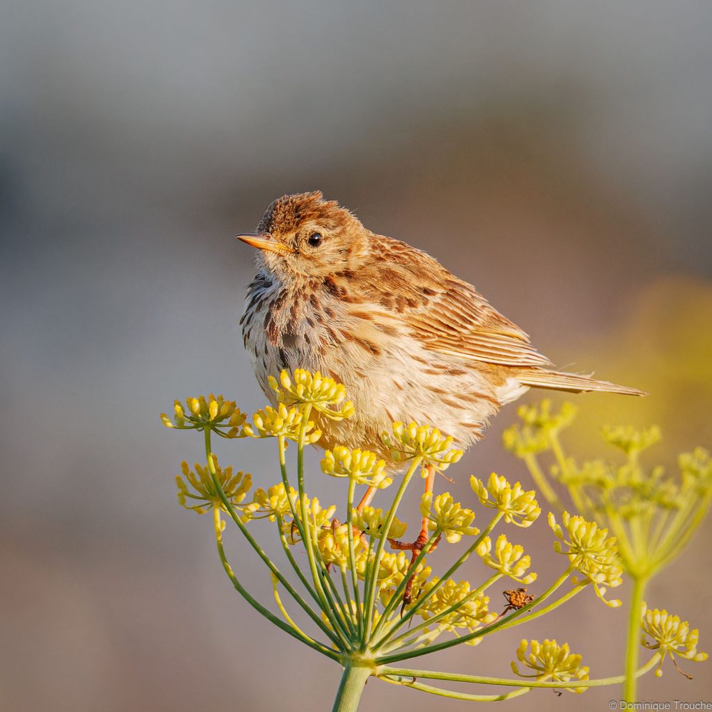 Pipit maritime