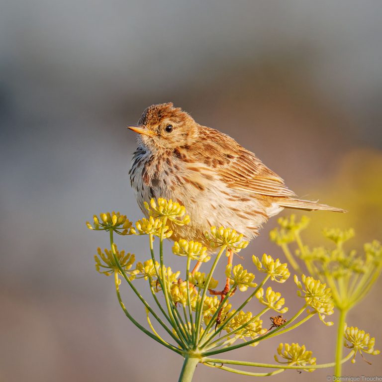 Pipit maritime
