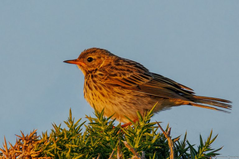 Pipit maritime