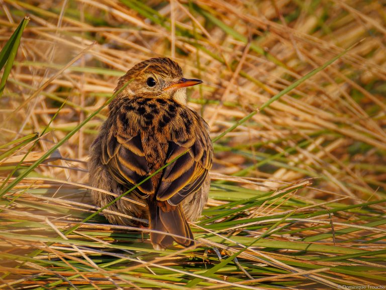 Pipit maritime