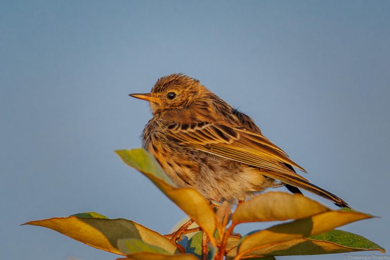 Pipit maritime