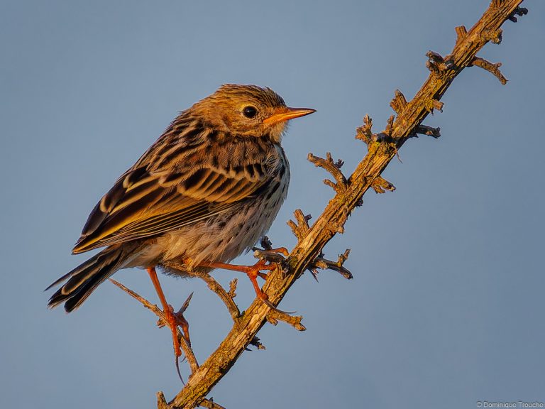 Pipit maritime