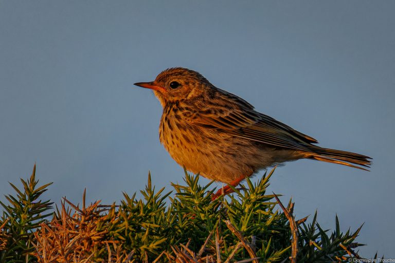 Pipit maritime