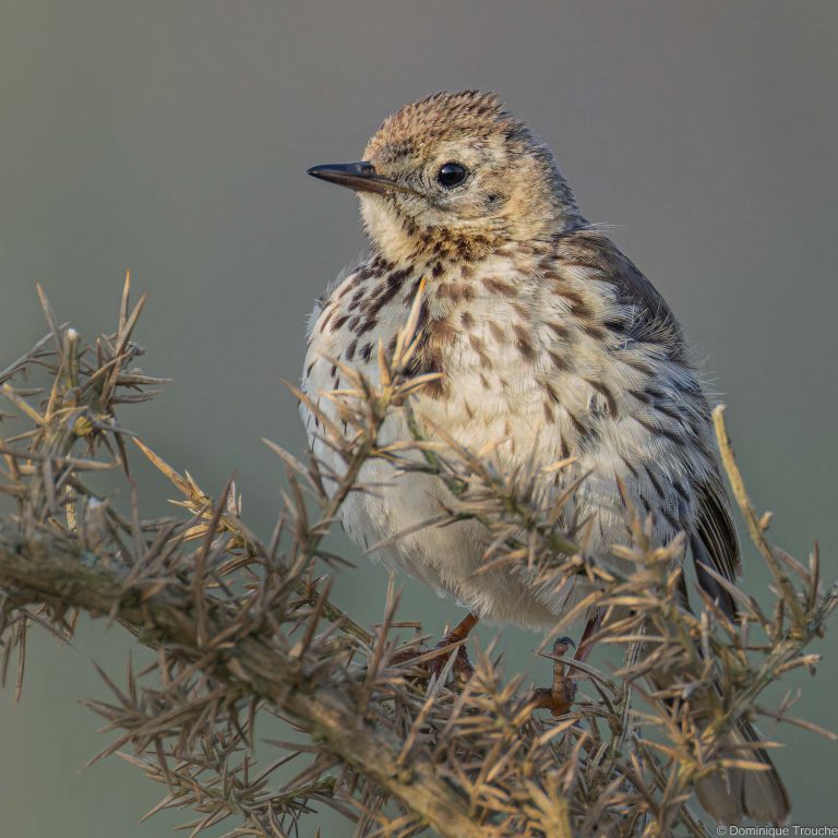 Pipit maritime
