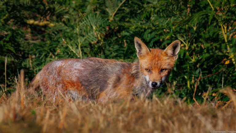 Renard roux