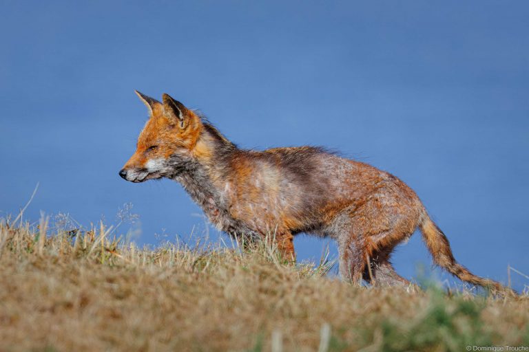 Renard roux