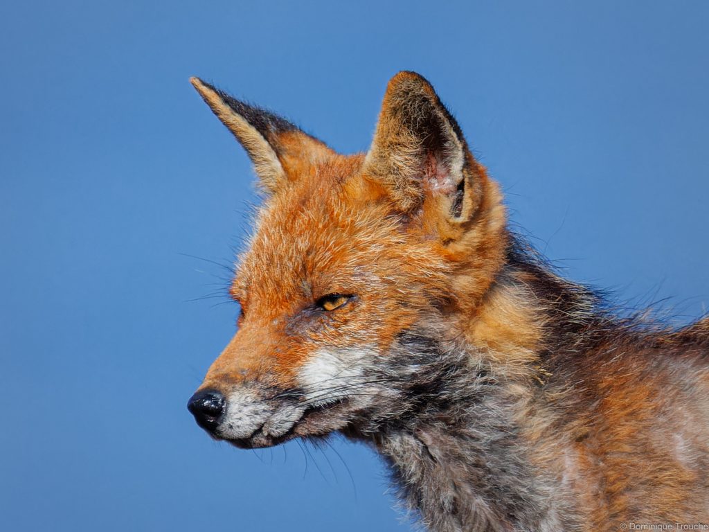 Renard roux